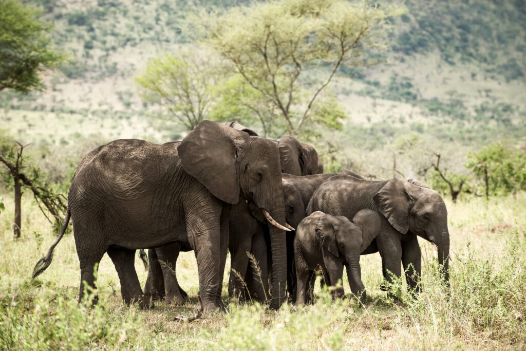 manada-de-elefantes-serengeti-tanzania-africa