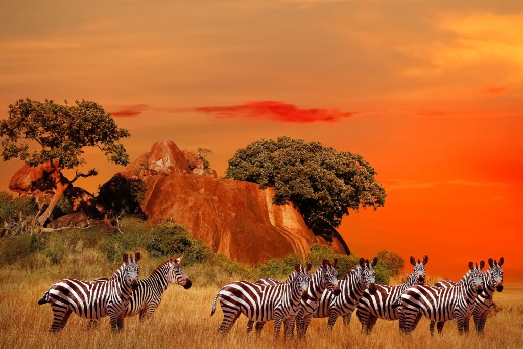 parque-nacional-serengeti-tanzania-africa-zebras-na-savana-africana-ao-por-sol