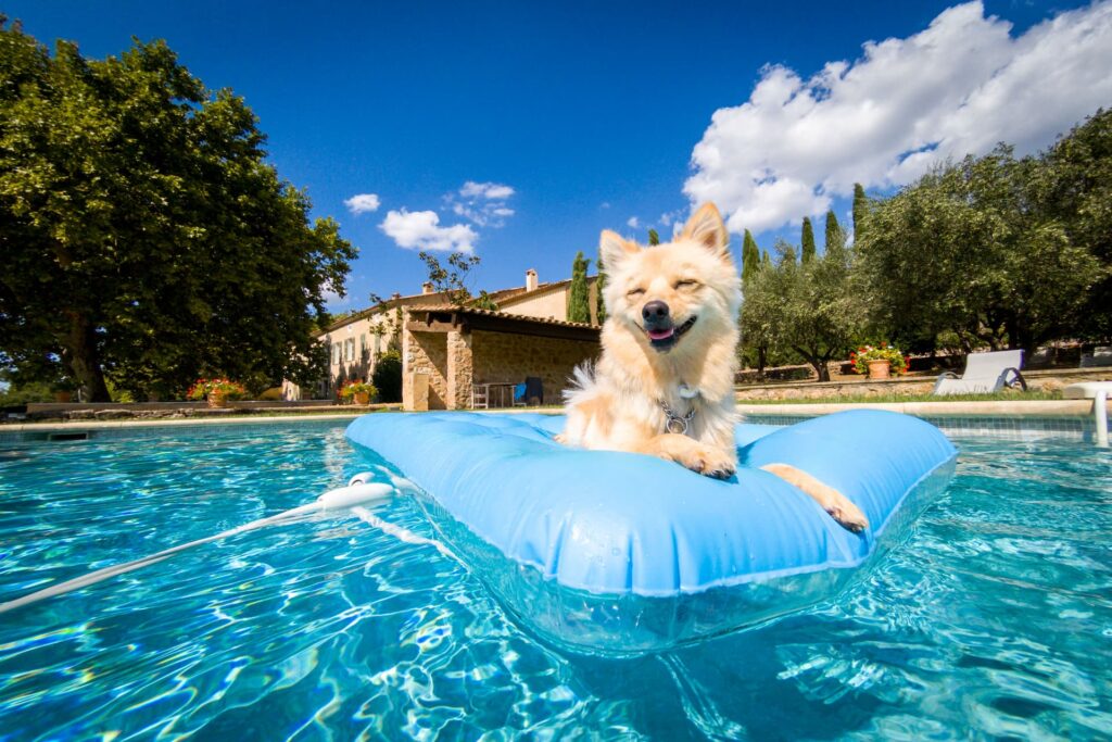 Cachorro curtindo o sol sobre uma boia na piscina de um hotel pet-friendly, aproveitando as férias com conforto e diversão.