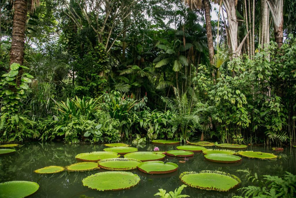 Vista de paisagem amazônica na região de Belém, Pará, com rios e vegetação nativa
