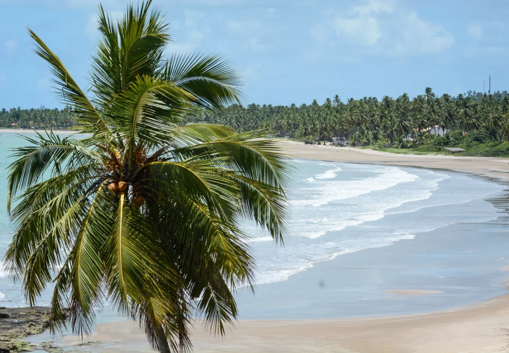 Vista da Praia do Patacho com seus coqueirais característicos e águas cristalinas.
