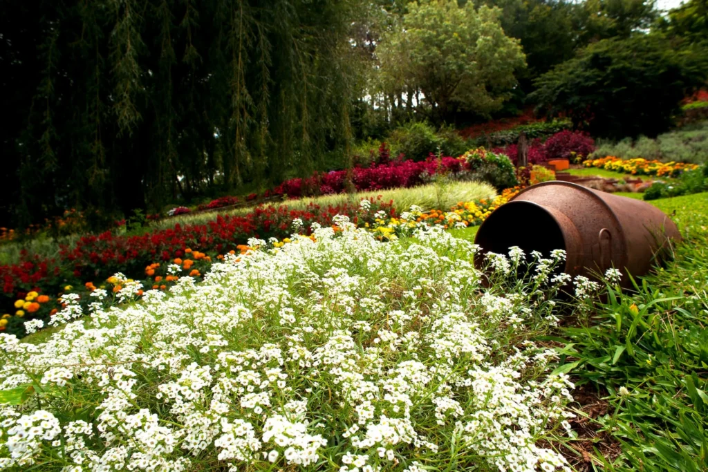 Jardim florido com fileiras de lavandas roxas no Le Jardin Parque das Lavandas, em Gramado. Baixa temporada Brasil